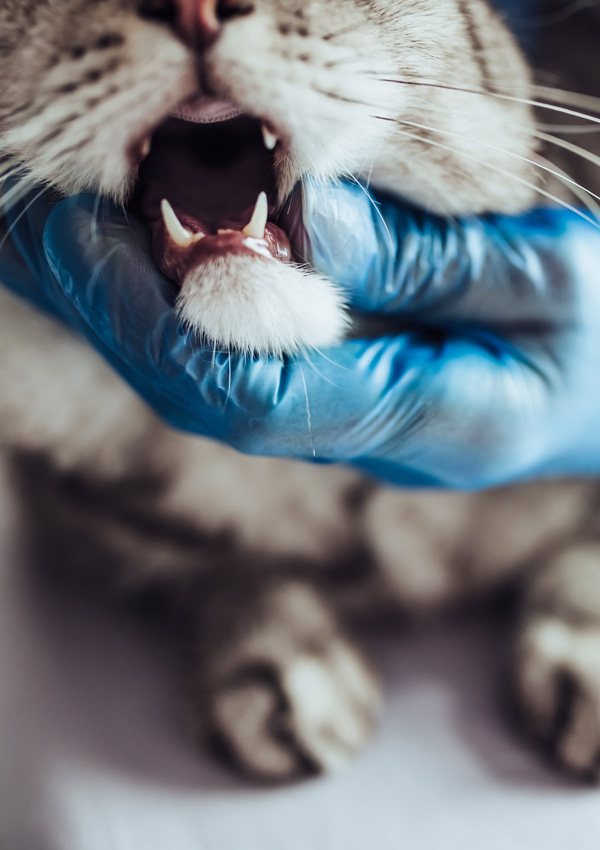 “兽医和猫”