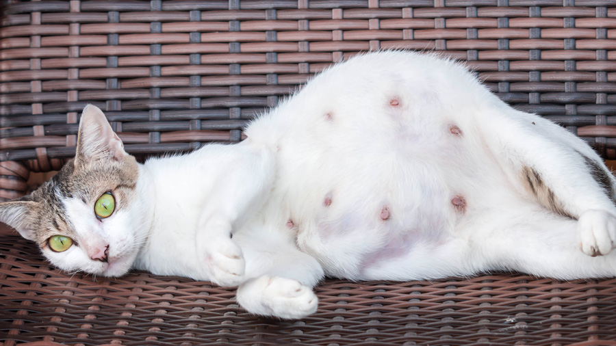 “怀孕的猫”