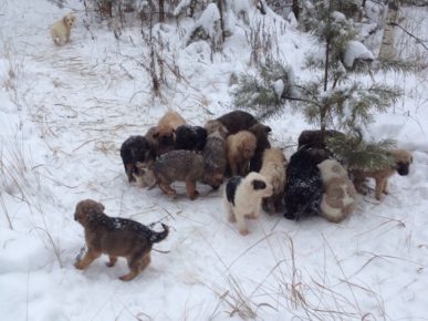 “梁赞地区的一名居民在森林中发现了20只幼犬”