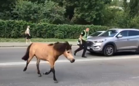 “小马逃跑了”