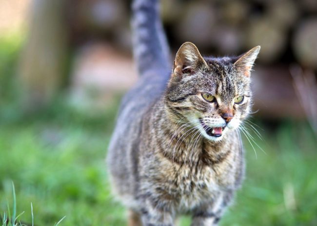 “猫的平均怀孕持续9周”