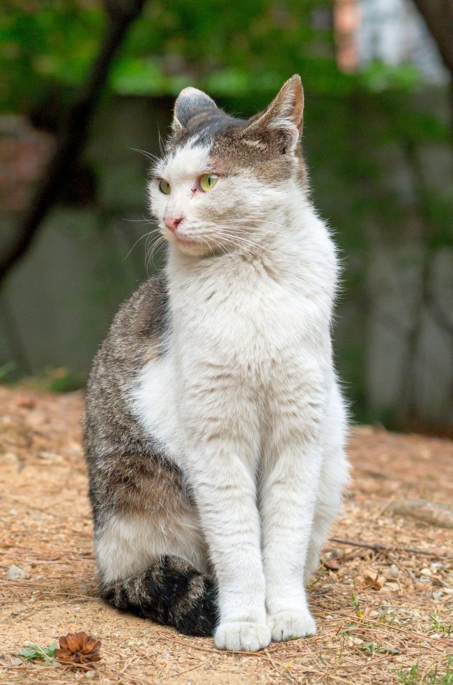 “照顾一只怀孕的猫需要为她提供安宁和足够的，精心挑选的营养”