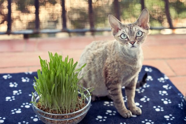 “怀孕的小猫需要额外的照顾”