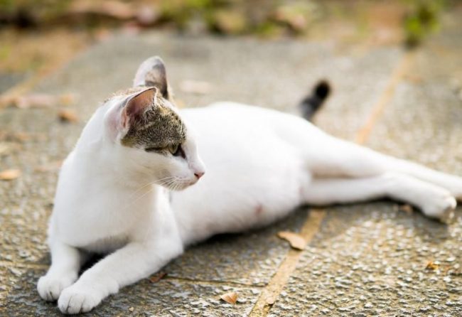 “在大多数情况下，猫的怀孕没有并发症”