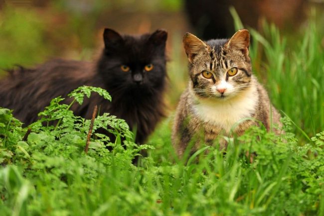 “在怀孕期间，猫，不仅是腹部，都是圆形的”