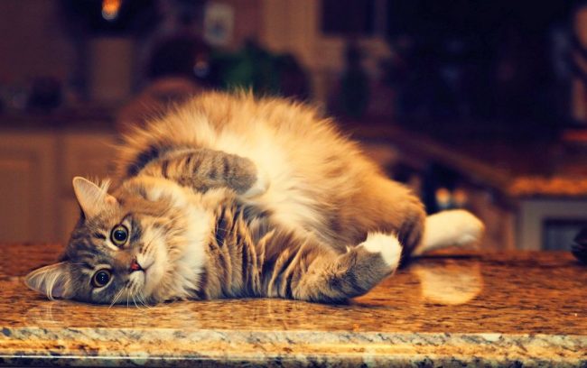“根据怀孕的时期，猫的行为会有所不同：猫睡了几天，然后开始活跃”