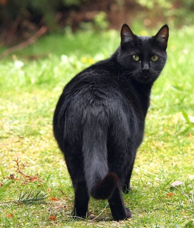 “怀孕的猫被禁止服用任何药物，除非在某些特殊情况下，如果她生病了。在这种情况下，请务必咨询兽医”