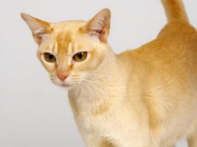 锡兰猫