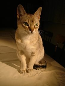 锡兰猫