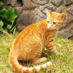 锡兰猫