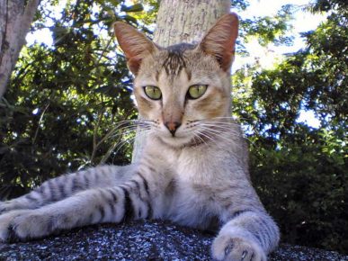 锡兰猫