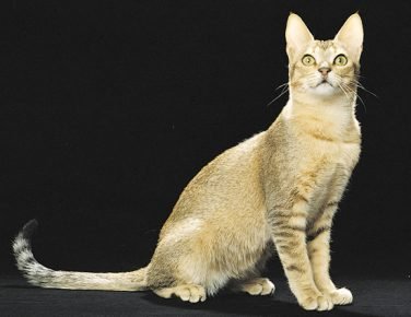 锡兰猫