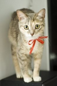 锡兰猫