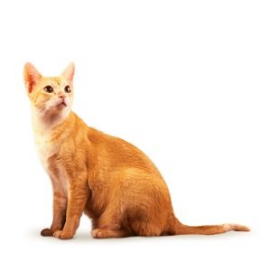锡兰品种的猫