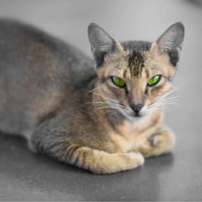 “锡兰猫的眼睛”