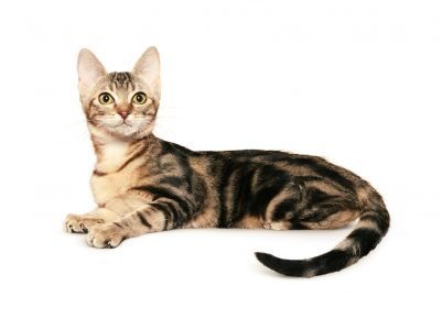 锡兰龟猫