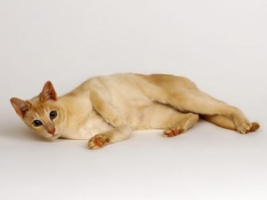 锡兰猫