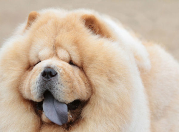 松狮犬