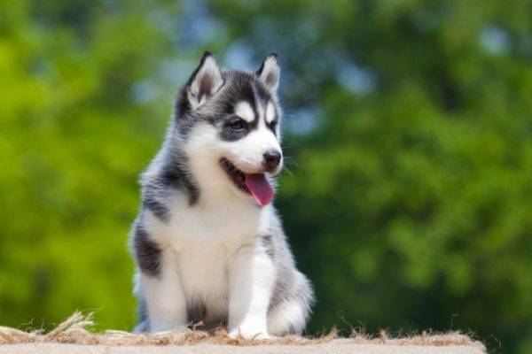 “沙哑的小狗”