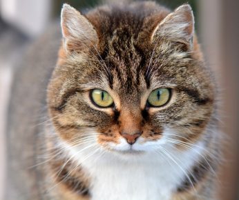 “猫”