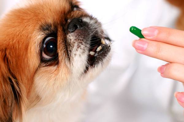 “犬小肠结肠炎的治疗”