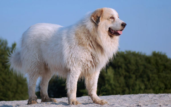“埃斯特尔牧羊犬站”