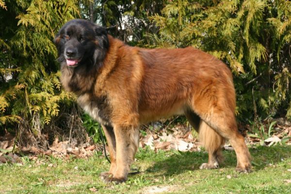 “埃斯特雷牧羊犬在看”