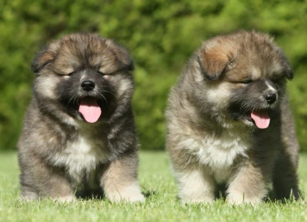“埃斯特尔牧羊犬幼犬”