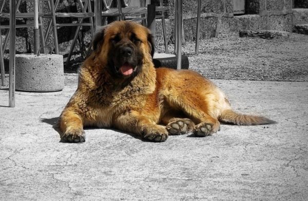 “埃斯特尔牧羊犬说谎”