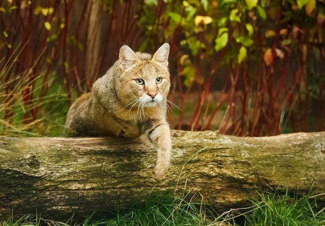 “许多宠物爱好者肯定会想把这只稀有的猫带回家。”