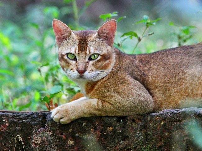 “芦苇猫是伟大的猎人”