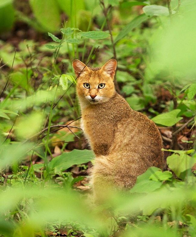 “与几乎所有其他猫科动物的代表不同，芦苇猫根本不怕水。”