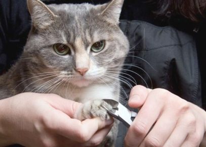 “爪子被切成猫”