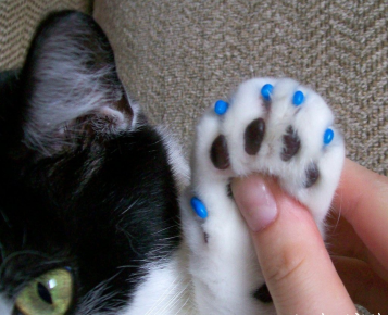“猫抗划伤”