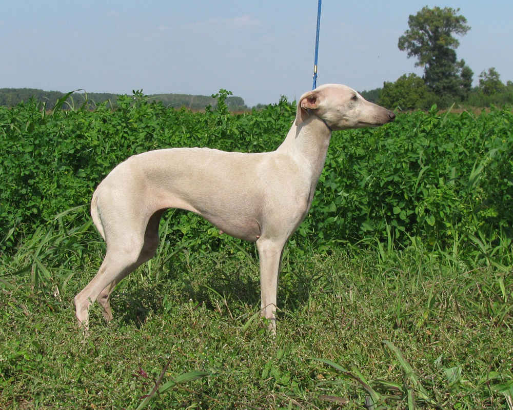 “意大利灵缇犬-照片”