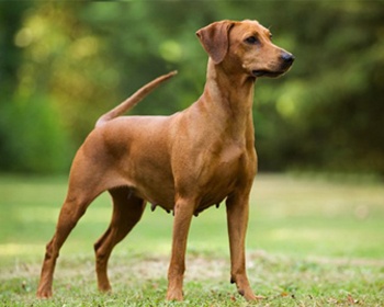 “德国短毛猎犬德国短毛猎犬，德国短毛猎犬”