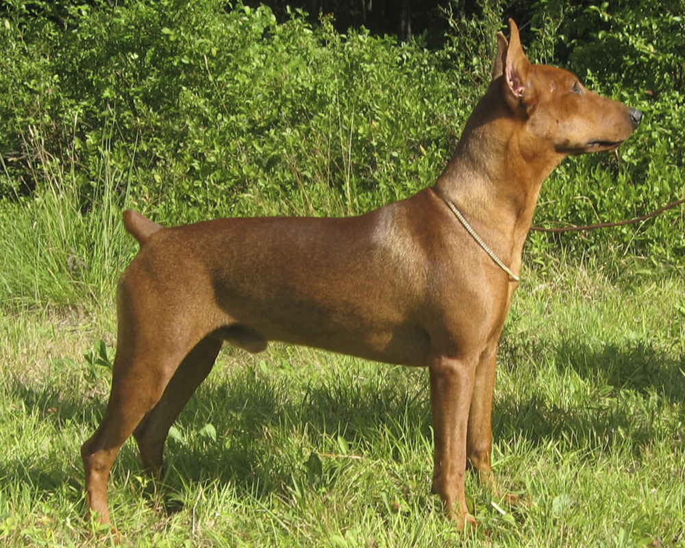 “德国短毛猎犬-照片”