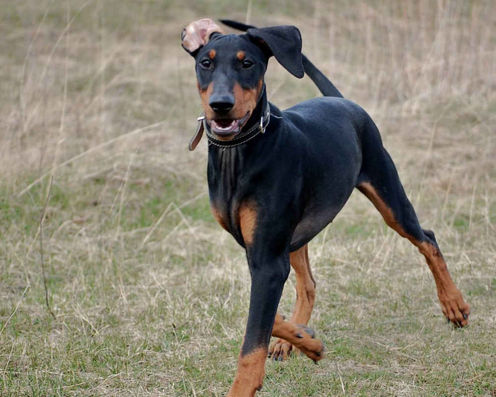 “德国短毛猎犬-照片”