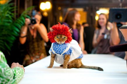 “猫在时装表演上”