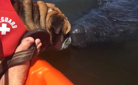 “斗牛犬看着海牛”