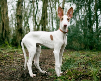 “波登科·伊比森科·伊比沙猎犬，Ca