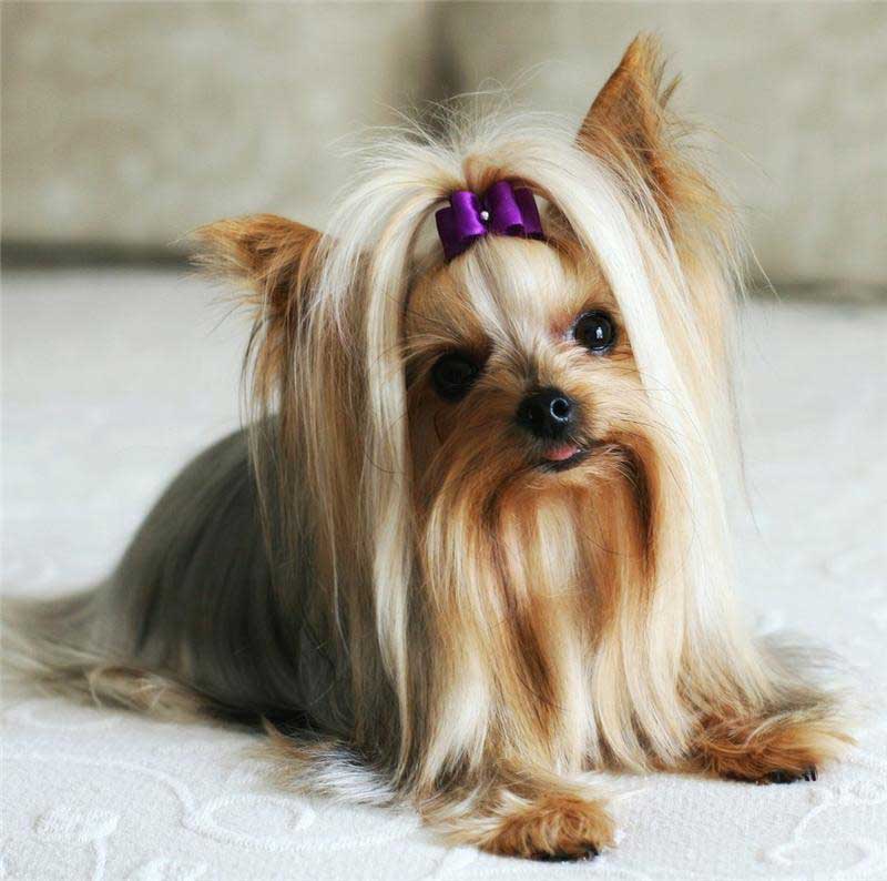 “约克夏犬的照片”