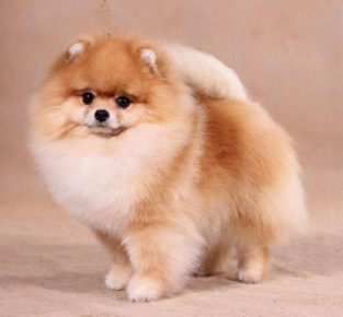 “蓬松的博美犬”