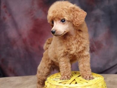 小玩具贵宾犬