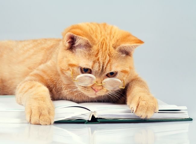 “红发的英国人是位真正的贵族，有猫科的势利分子和明显的个性”