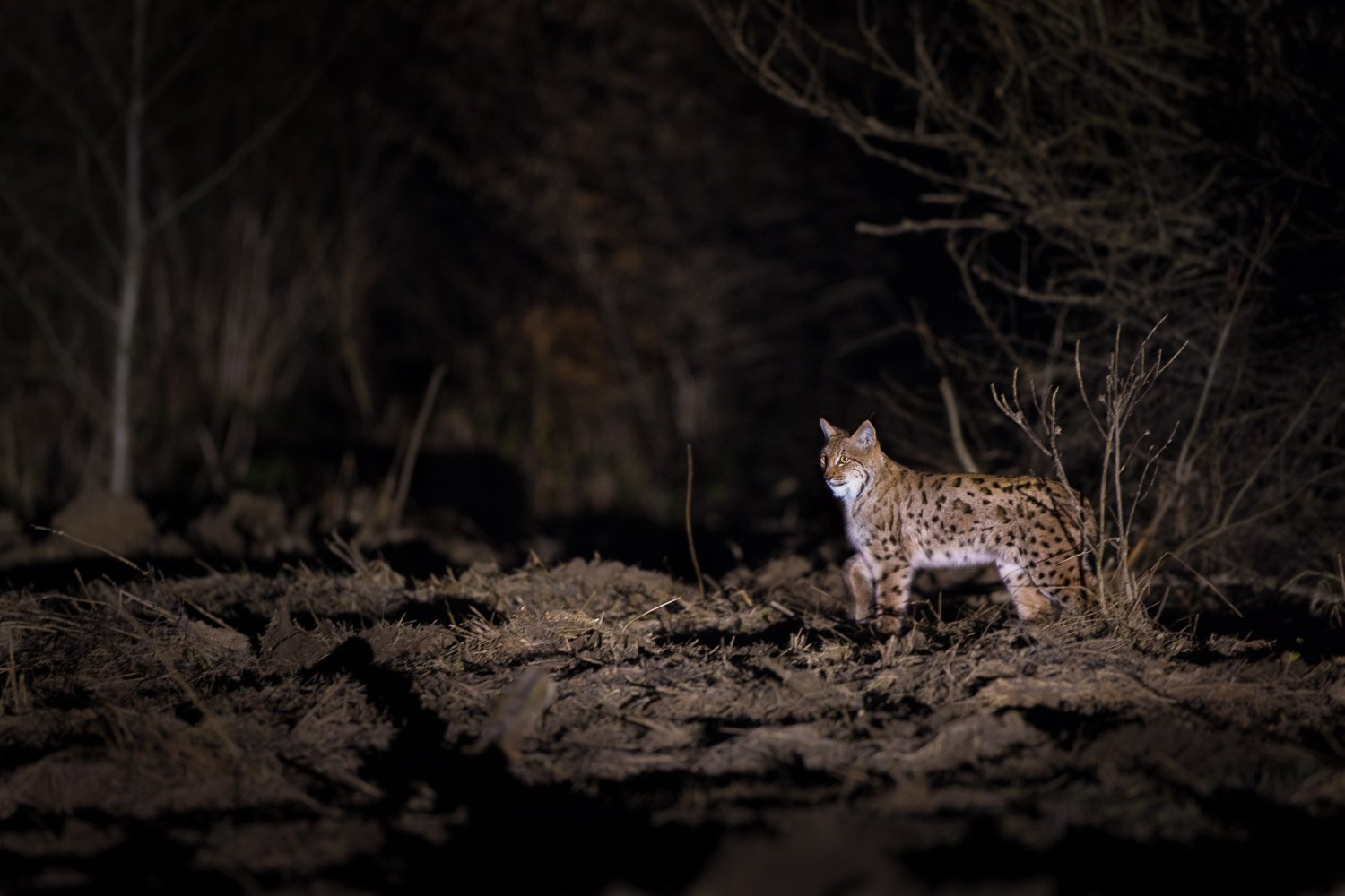 “天猫座夜间狩猎”