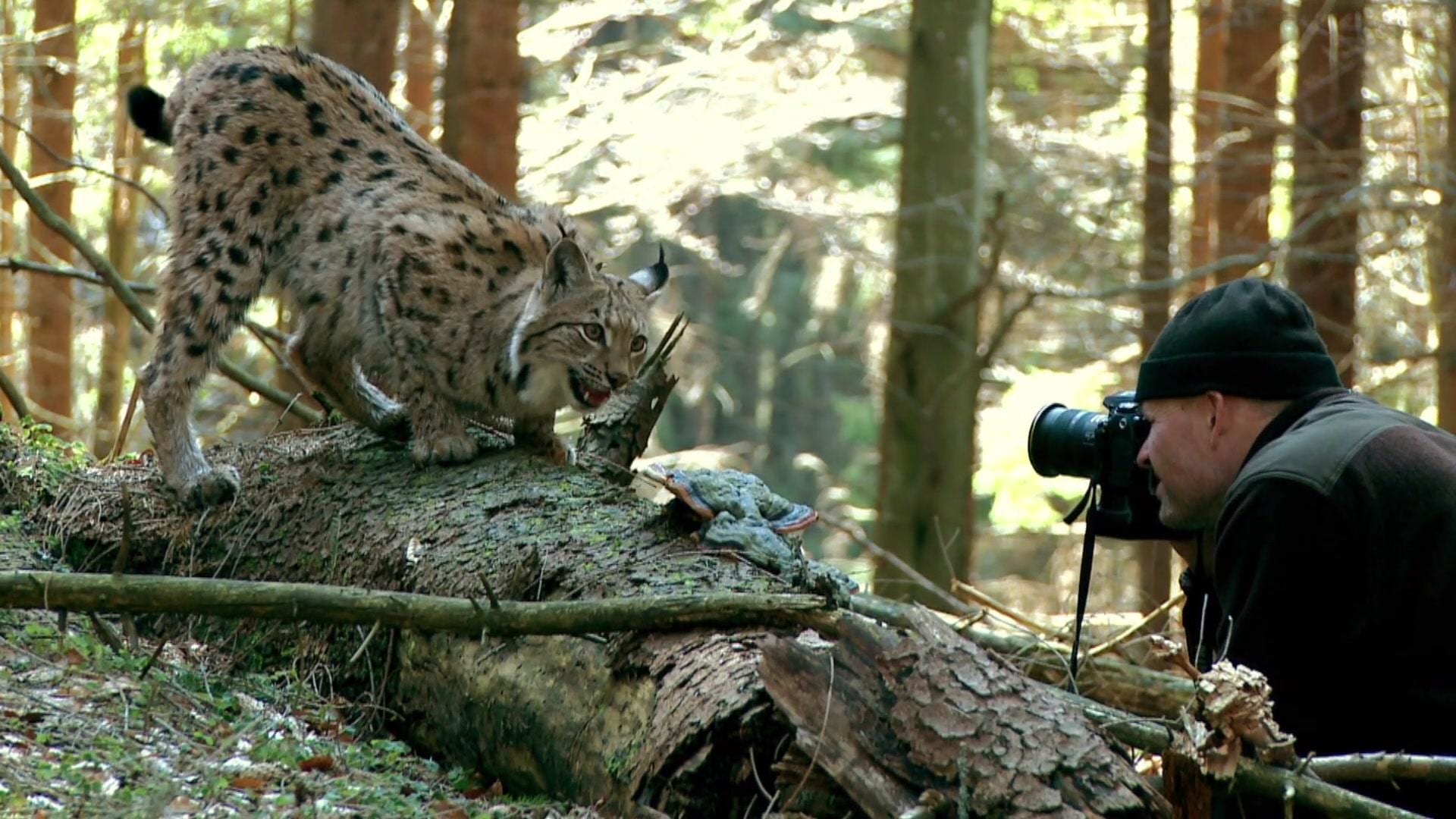 “山猫和男人”