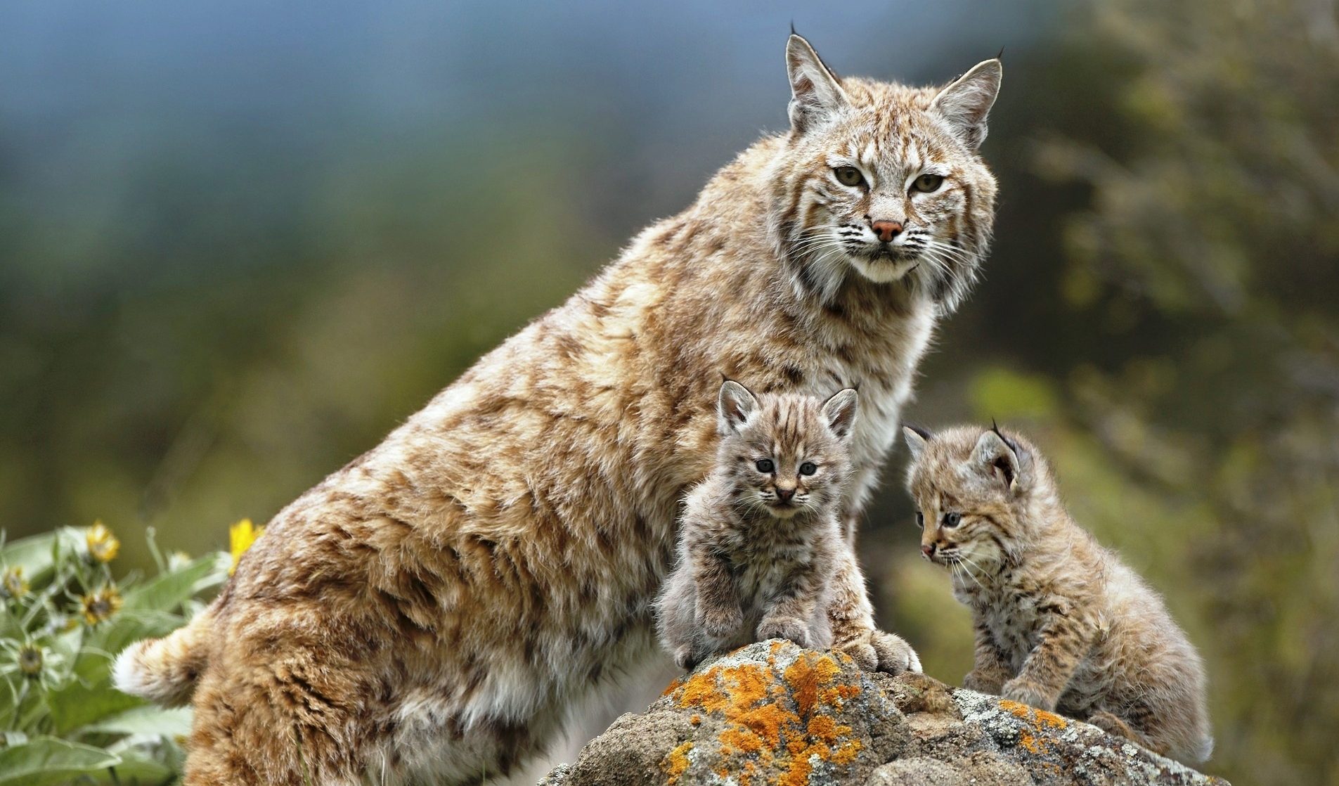 “山猫与山猫”