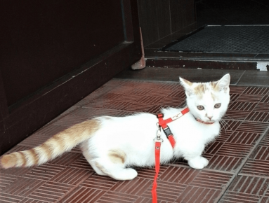 “猫曼奇金走线束”