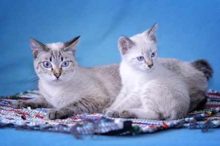 “湄公河短尾猫-猫和小猫”